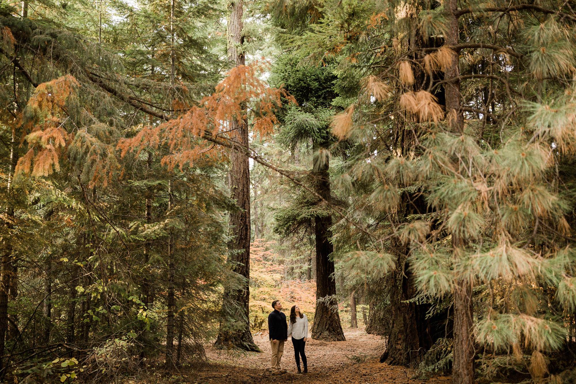 A couple gazes at the surrounding tall trees at Suttle Lake, Oregon