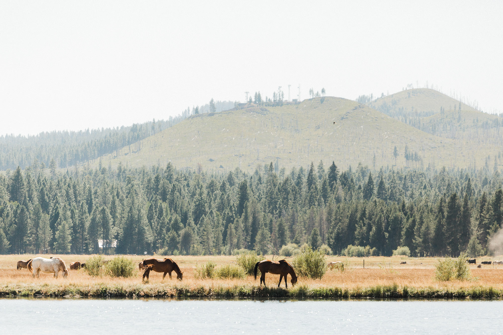 Horses graze in pastures by a pond at Black Butte Ranch Oregon