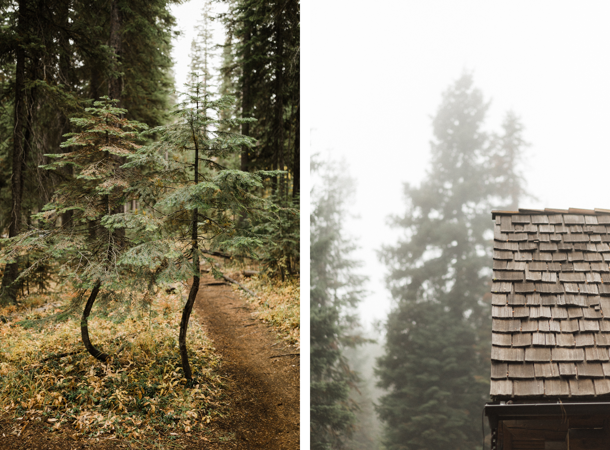 Tree, mist, and cabin rooftop at Skyliner Lodge in Bend, Oregon