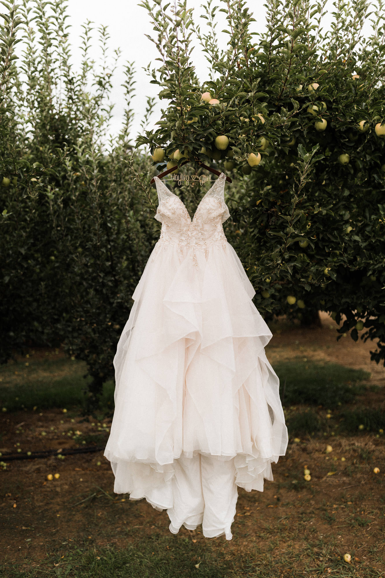 A wedding dress hangs from an apple tree at Mt. View Orchards near Hood River, Oregon.