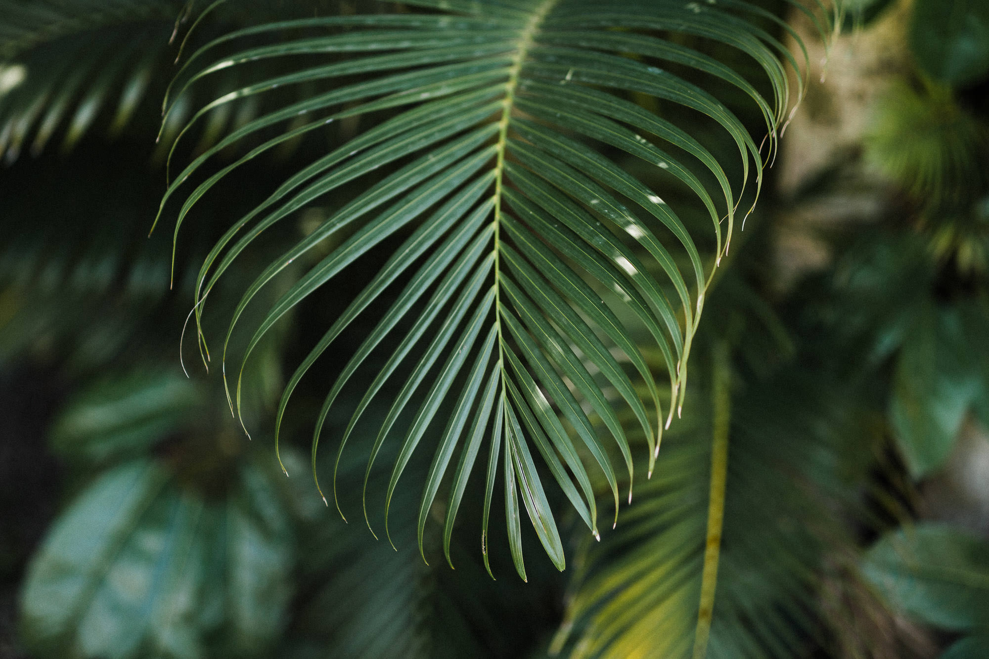 tropical-greenery-olowalu-plantation-maui