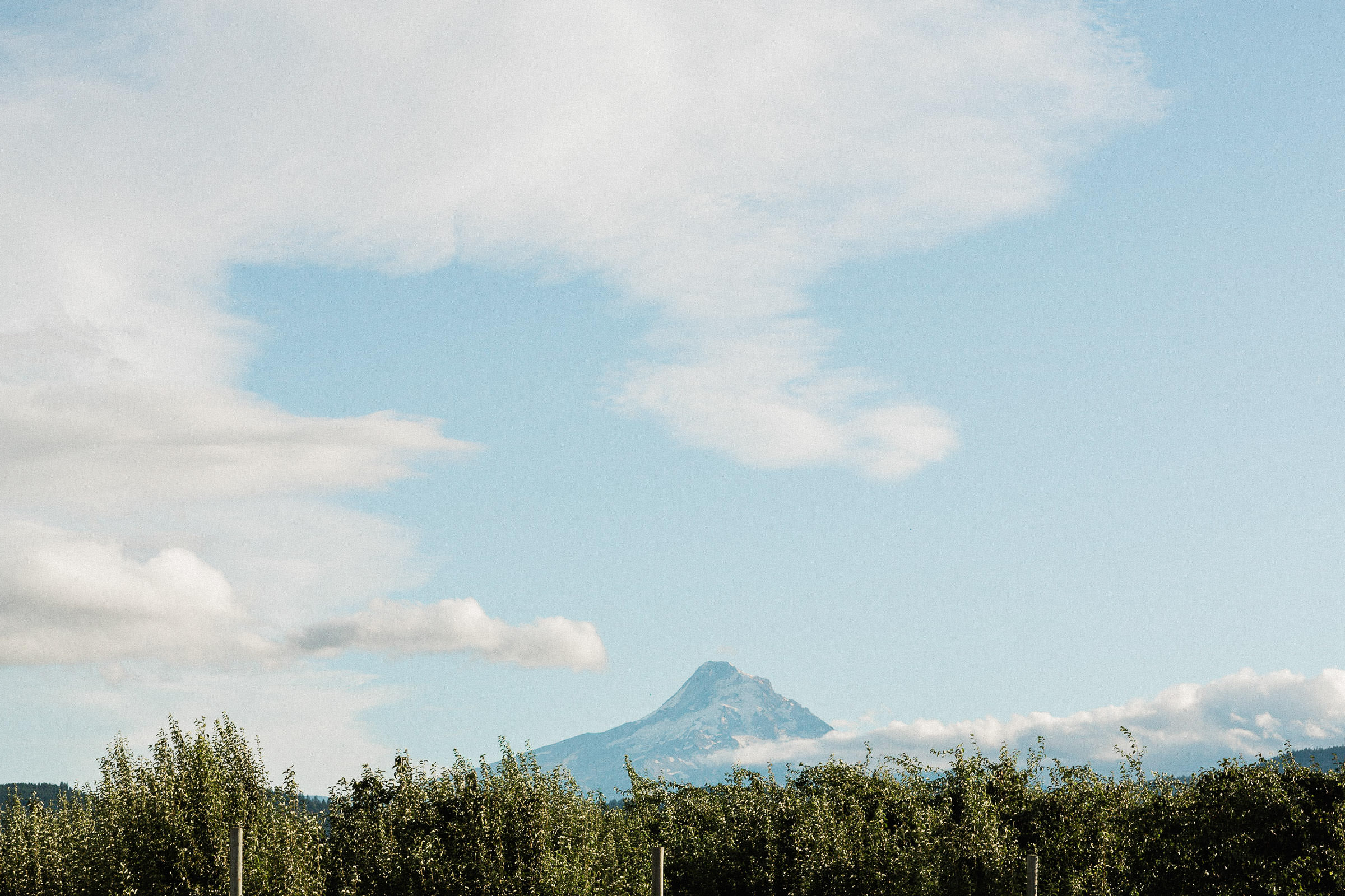 Mount Hood towers behind an orchard tree line against a cloudy blue sky