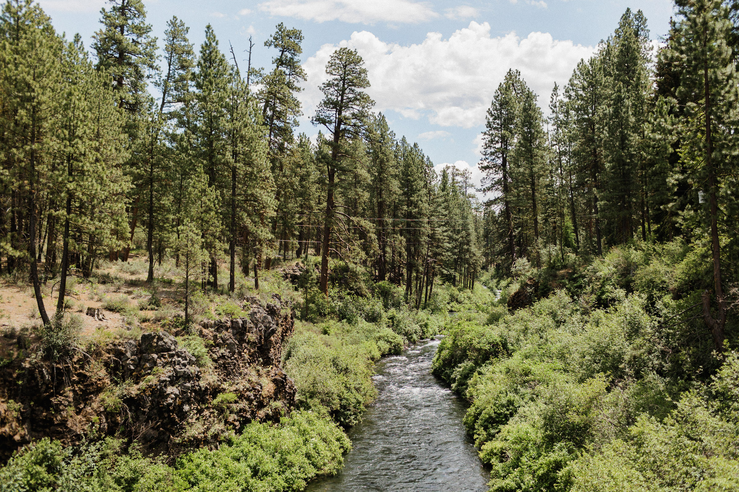 The Metolius River flows through a forest